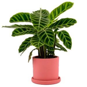 Dua Çiçeği - Kalatya Zebrina - Calathea Zebrina Ruby Pembe Saksılı İthal 40-60 cm - 2