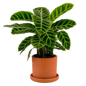 Dua Çiçeği - Kalatya Zebrina - Calathea Zebrina Ruby Terra Cotta Saksılı İthal 40-60 cm - Fidan Burada