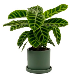 Dua Çiçeği - Kalatya Zebrina - Calathea Zebrina Ruby Yeşil Saksılı İthal 40-60 cm - 2