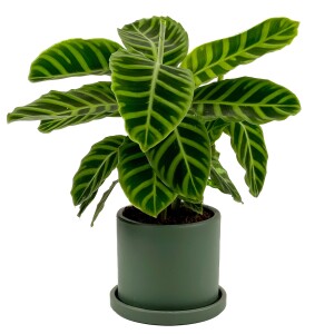 Dua Çiçeği - Kalatya Zebrina - Calathea Zebrina Ruby Yeşil Saksılı İthal 40-60 cm - Fidan Burada