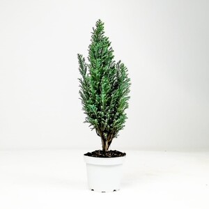 Ellwoodii Çam-30-40 Cm-İthal-Chamaecyparis Lawsoniana Ellwoodii - Fidan Burada