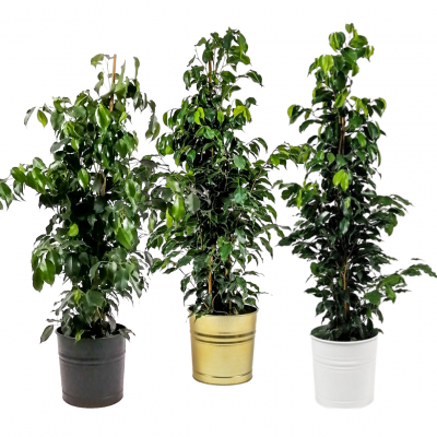 Ficus Benjamina Danielle-Dekoratif Saksılı 100-120cm - 1