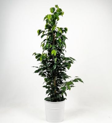 Ficus Benjamina Danielle-Dekoratif Saksılı 100-120cm - 2