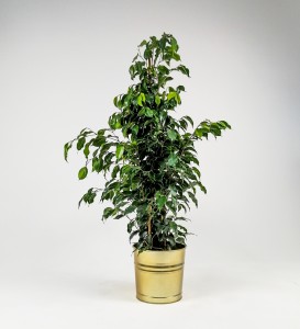 Ficus Benjamina Danielle-Dekoratif Saksılı 100-120cm - 3