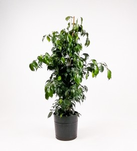 Ficus Benjamina Danielle-Dekoratif Saksılı 100-120cm - 4