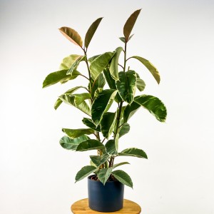 Ficus Elastica Tineke Ruby Antrasit Saksılı 2 Gövdeli 100-120cm - Fidan Burada