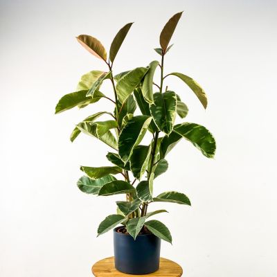 Ficus Elastica Tineke Ruby Antrasit Saksılı 2 Gövdeli 100-120cm - 1