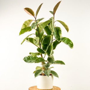 Ficus Elastica Tineke Ruby Beyaz Saksılı 2 Gövdeli 100-120cm - Fidan Burada