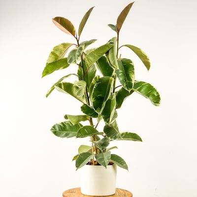 Ficus Elastica Tineke Ruby Beyaz Saksılı 2 Gövdeli 100-120cm - 1