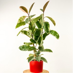 Ficus Elastica Tineke Ruby Kırmızı Saksılı 2 Gövdeli 100-120cm - Fidan Burada