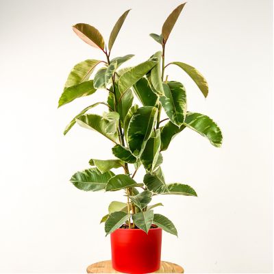 Ficus Elastica Tineke Ruby Kırmızı Saksılı 2 Gövdeli 100-120cm - 1