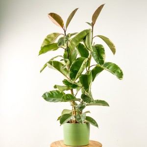 Ficus Elastica Tineke Ruby Mint Yeşili 2 Gövdeli 100-120cm - Fidan Burada