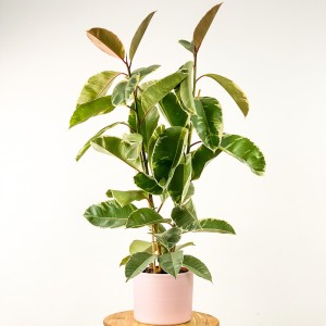 Ficus Elastica Tineke Ruby Pembe Saksılı 2 Gövdeli 100-120cm - Fidan Burada