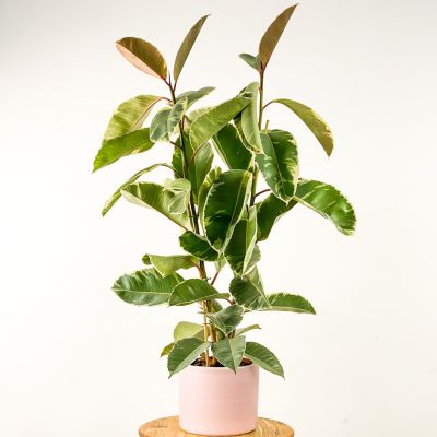 Ficus Elastica Tineke Ruby Pembe Saksılı 2 Gövdeli 100-120cm - 1