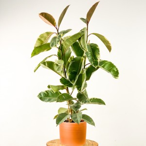 Ficus Elastica Tineke Ruby Terra Cotta Saksılı 2 Gövdeli 100-120cm - Fidan Burada