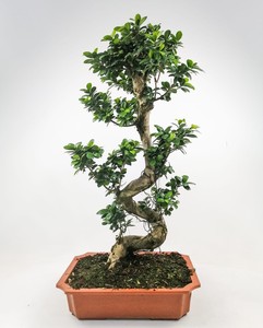 Ficus S Bonsai 120-140 Cm - Fidan Burada