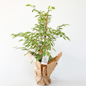 Ficus Starlight Benjamin Bitkisi 80cm - Fidan Burada