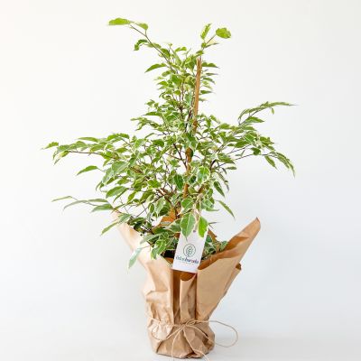 Ficus Starlight Benjamin Bitkisi 80cm - 1