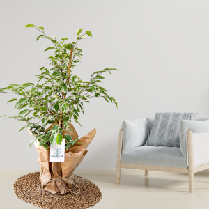 Fidan Burada-Benjamin Ficus Starlight-80cm - Fidan Burada