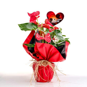 Hediye Paketli Antoryum Çiçeği-Flamingo Çiçeği-Anthurium 40-60 cm - Anneler Günü - Fidan Burada