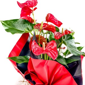 Hediye Paketli Antoryum Çiçeği-Flamingo Çiçeği-Anthurium 40-60 cm - Anneler Günü - 2