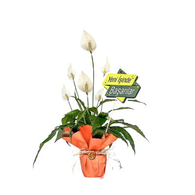 Hediye Paketli Barış Çiçeği - Spathiphyllum - İş Tebriği - 1