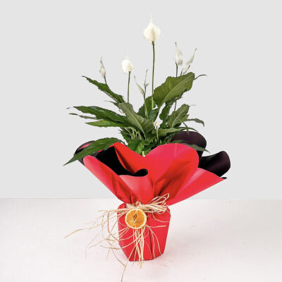 Hediye Paketli Barış Çiçeği - Spathiphyllum - 1