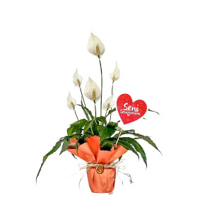 Hediye Paketli Barış Çiçeği - Spathiphyllum - Özel Gün - Fidan Burada