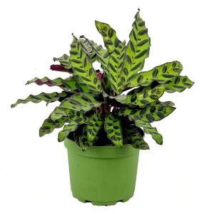 Kalatya-Calathea Lancifolia Insigne-İthal 40-60 cm - Fidan Burada