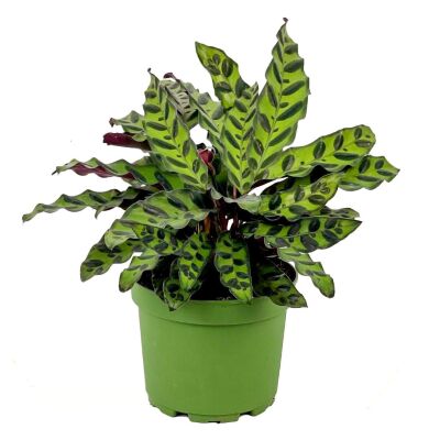 Kalatya-Calathea Lancifolia Insigne-İthal 40-60 cm - 1