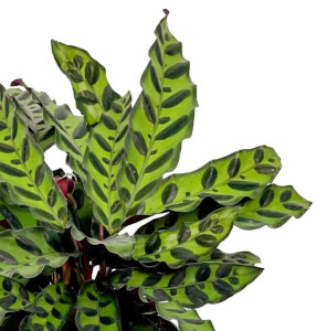 Kalatya-Calathea Lancifolia Insigne-İthal 40-60 cm - 2