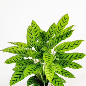 Kalatya-Calathea Leopardina-Ruby Beyaz Saksılı 40-60cm - 2