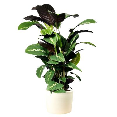 Kalatya-Calathea Maui Queen-İthal Ruby Beyaz Saksılı 80-100 cm - 1