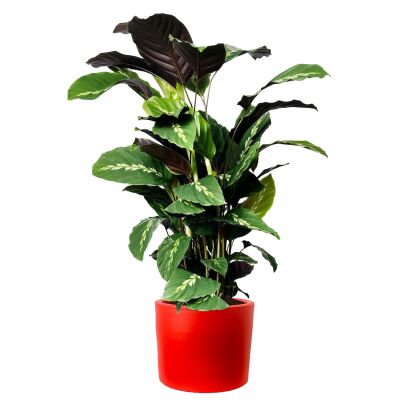 Kalatya-Calathea Maui Queen-İthal Ruby Kırmızı Saksılı 80-100 cm - 1