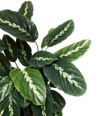 Kalatya-Calathea Maui Queen-İthal Ruby Kırmızı Saksılı 80-100 cm - 2