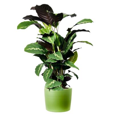 Kalatya-Calathea Maui Queen-İthal Ruby Yeşil Saksılı 80-100 cm - 1