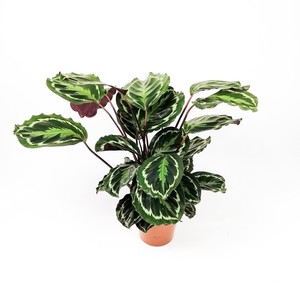 Kalatya-Calathea Medallion-İthal 70-90 Cm - Fidan Burada