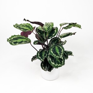 Kalatya-Calathea Medallion-İthal 70-90 Cm - 2