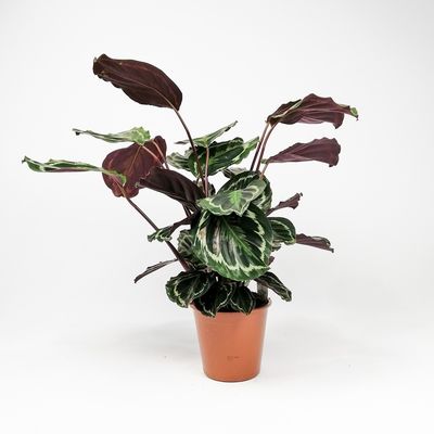 Kalatya-Calathea Medallion-İthal 70-90 Cm - 3