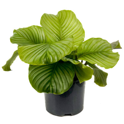 Kalatya-Calathea Orbifolia-İthal 40-60 cm - 1