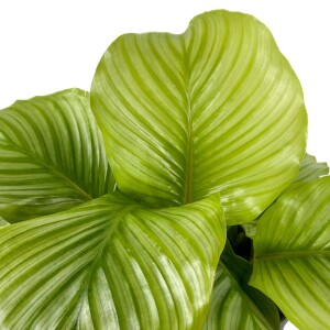 Kalatya-Calathea Orbifolia-İthal 40-60 cm - 2