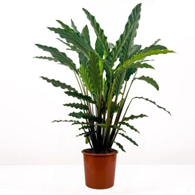 Kalatya-Calathea Rufibarba Green 80-100 cm - 1