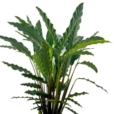 Kalatya-Calathea Rufibarba Green 80-100 cm - 2