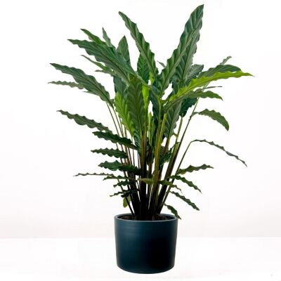 Kalatya-Calathea Rufibarba Green Ruby Antrasit Saksılı 80-100 cm - 1