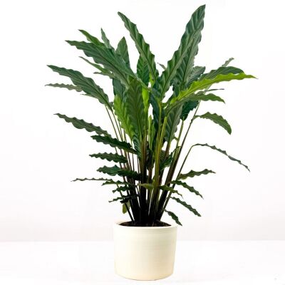 Kalatya-Calathea Rufibarba Green Ruby Beyaz Saksılı 80-100 cm - 1