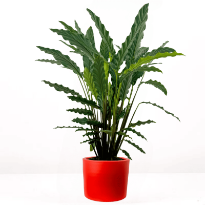 Kalatya-Calathea Rufibarba Green Ruby Kırmızı Saksılı 80-100 cm - 1