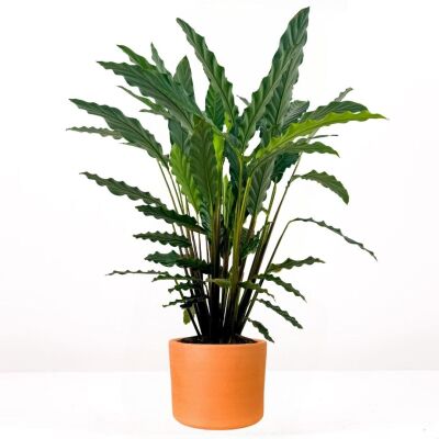 Kalatya-Calathea Rufibarba Green Ruby Terra Cotta Saksılı 80-100 cm - 1