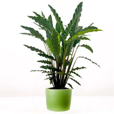 Kalatya-Calathea Rufibarba Green Ruby Yeşil Saksılı 80-100 cm - 1