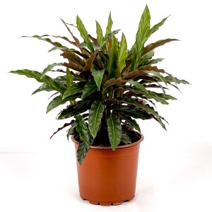 Kalatya-Calathea Rufibarba Wavestar - 30-40 cm İthal - Fidan Burada