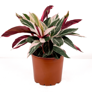 Kalatya-Calathea Triostar 30-40 cm - Fidan Burada